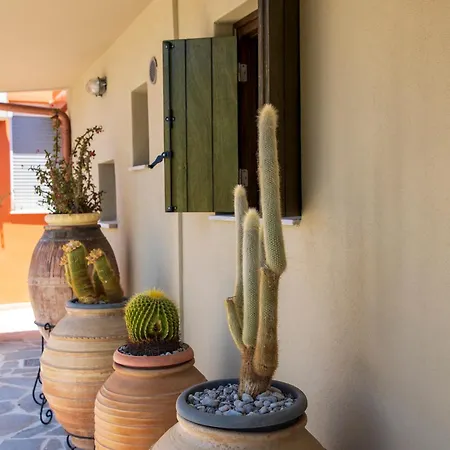 Cactus