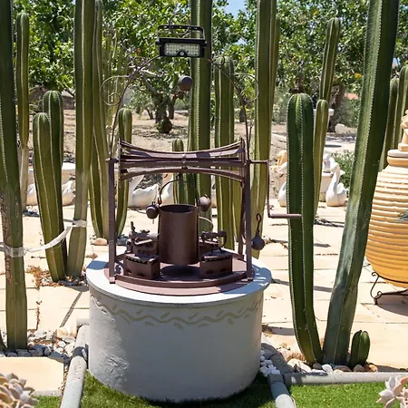 Cactus